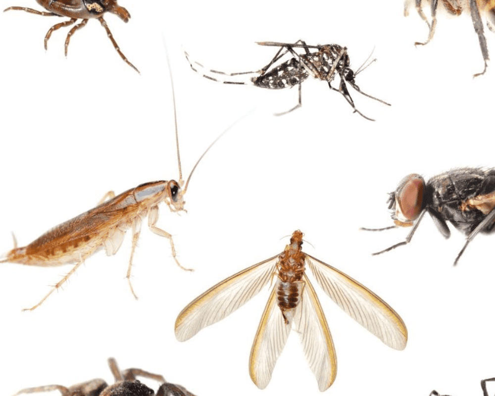 Insect Repellent